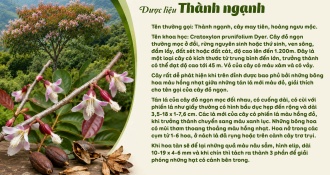 Dược Liệu Thành Ngạnh và công dụng thanh nhiệt, giải độc